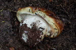  ( - FDS-CA-04843)  @11 [ ] by-nc (2024) Dean Lyons Fungal Diversity Survey