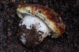  ( - FDS-CA-04843)  @11 [ ] by-nc (2024) Dean Lyons Fungal Diversity Survey