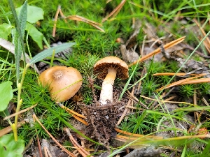  ( - FDS-CA-06207)  @11 [ ] by-nc (2024) Harte Singer Fungal Diversity Survey