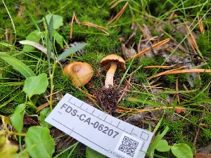  ( - FDS-CA-06207)  @11 [ ] by-nc (2024) Harte Singer Fungal Diversity Survey