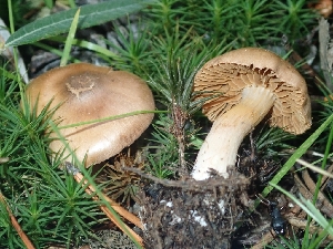  ( - FDS-CA-06207)  @11 [ ] by-nc (2024) Harte Singer Fungal Diversity Survey