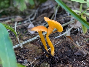  ( - FDS-CA-05257)  @11 [ ] c (2024) Andrew Claassen Fungal Diversity Survey
