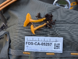  ( - FDS-CA-05257)  @11 [ ] c (2024) Andrew Claassen Fungal Diversity Survey