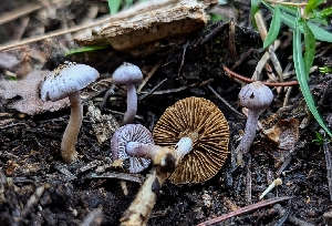  ( - FDS-CA-05278)  @11 [ ] c (2024) Andrew Claassen Fungal Diversity Survey