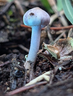  ( - FDS-CA-05278)  @11 [ ] c (2024) Andrew Claassen Fungal Diversity Survey