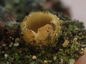  (Tricharinopsis - FDS-CA-06223)  @11 [ ] by-nc (2024) Harte Singer Fungal Diversity Survey
