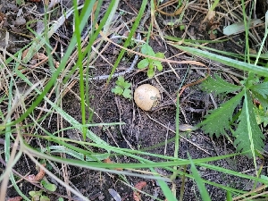  (Scleroderma sp. PNW02 - FDS-CA-06225)  @11 [ ] by-nc (2024) Harte Singer Fungal Diversity Survey