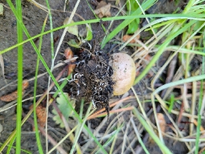  ( - FDS-CA-06225)  @11 [ ] by-nc (2024) Harte Singer Fungal Diversity Survey