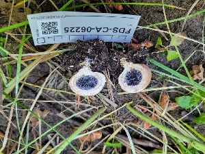  ( - FDS-CA-06225)  @11 [ ] by-nc (2024) Harte Singer Fungal Diversity Survey