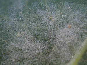  ( - FDS-CA-06229)  @11 [ ] by-nc (2024) Harte Singer Fungal Diversity Survey