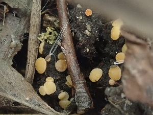  ( - FDS-CA-06228)  @11 [ ] by-nc (2024) Harte Singer Fungal Diversity Survey