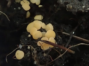  ( - FDS-CA-06228)  @11 [ ] by-nc (2024) Harte Singer Fungal Diversity Survey