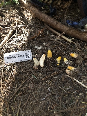 ( - FDS-CA-06753)  @11 [ ] by (2024) Justin Paulin Fungal Diversity Survey