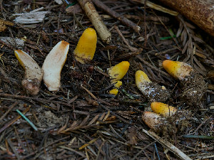  (Turbinellus - FDS-CA-06753)  @11 [ ] by (2024) Justin Paulin Fungal Diversity Survey
