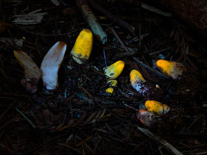  ( - FDS-CA-06753)  @11 [ ] by (2024) Justin Paulin Fungal Diversity Survey