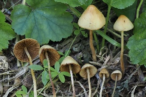  (Conocybe - FDS-CA-05066)  @11 [ ] by-nc (2024) Taye Bright Fungal Diversity Survey