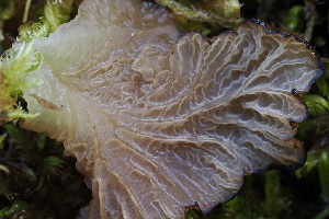  ( - FDS-CA-05069)  @11 [ ] by-nc (2024) Taye Bright Fungal Diversity Survey