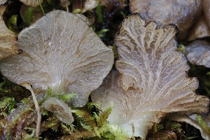  ( - FDS-CA-05069)  @11 [ ] by-nc (2024) Taye Bright Fungal Diversity Survey
