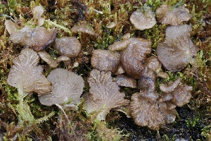  (Arrhenia sp. CA10 - FDS-CA-05069)  @11 [ ] by-nc (2024) Taye Bright Fungal Diversity Survey
