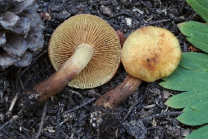  ( - FDS-CA-05070)  @11 [ ] by-nc (2024) Taye Bright Fungal Diversity Survey