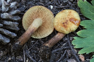  ( - FDS-CA-05070)  @11 [ ] by-nc (2024) Taye Bright Fungal Diversity Survey