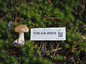  (Cortinarius nettieae - FDS-CA-05979)  @11 [ ] by-nc (2024) Fresno Mycology Society Fungal Diversity Survey