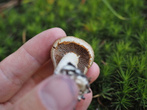  ( - FDS-CA-05979)  @11 [ ] by-nc (2024) Fresno Mycology Society Fungal Diversity Survey