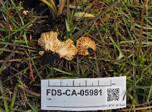  (Cuphophyllus sp. CA09 - FDS-CA-05981)  @11 [ ] by-nc (2024) Fresno Mycology Society Fungal Diversity Survey