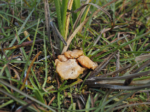  ( - FDS-CA-05981)  @11 [ ] by-nc (2024) Fresno Mycology Society Fungal Diversity Survey
