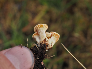  ( - FDS-CA-05981)  @11 [ ] by-nc (2024) Fresno Mycology Society Fungal Diversity Survey