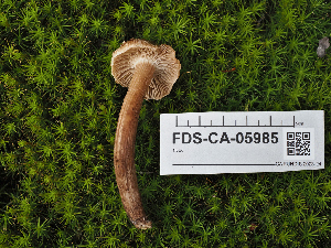  ( - FDS-CA-05985)  @11 [ ] by-nc (2024) Fresno Mycology Society Fungal Diversity Survey