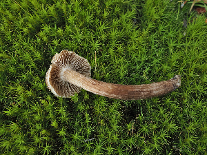  ( - FDS-CA-05985)  @11 [ ] by-nc (2024) Fresno Mycology Society Fungal Diversity Survey
