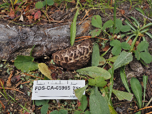  ( - FDS-CA-05995)  @11 [ ] by-nc (2024) Fresno Mycology Society Fungal Diversity Survey