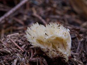  ( - FDS-CA-06754)  @11 [ ] by (2024) Justin Paulin Fungal Diversity Survey