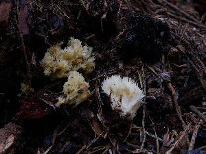  ( - FDS-CA-06754)  @11 [ ] by (2024) Justin Paulin Fungal Diversity Survey