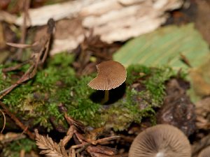  ( - FDS-CA-06756)  @11 [ ] by (2024) Justin Paulin Fungal Diversity Survey