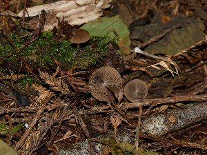  ( - FDS-CA-06756)  @11 [ ] by (2024) Justin Paulin Fungal Diversity Survey