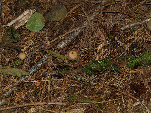  ( - FDS-CA-06756)  @11 [ ] by (2024) Justin Paulin Fungal Diversity Survey