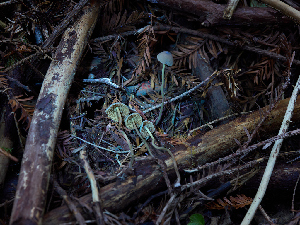  ( - FDS-CA-06759)  @11 [ ] by (2024) Justin Paulin Fungal Diversity Survey