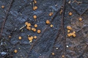  (Hydropisphaera sp. CA01 - FDS-CA-00831)  @11 [ ] by-nc (2024) Warren Cardimona Fungal Diversity Survey