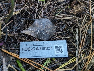  ( - FDS-CA-00831)  @11 [ ] by-nc (2024) Warren Cardimona Fungal Diversity Survey