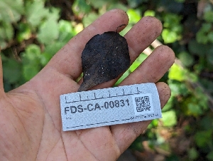  ( - FDS-CA-00831)  @11 [ ] by-nc (2024) Warren Cardimona Fungal Diversity Survey