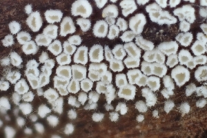  (Flagelloscypha sp. CA01 - FDS-CA-00898)  @11 [ ] by-nc (2024) Warren Cardimona Fungal Diversity Survey