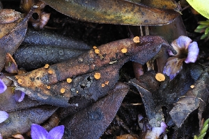  (Moellerodiscus - FDS-CA-00826)  @11 [ ] by-nc (2024) Warren Cardimona Fungal Diversity Survey