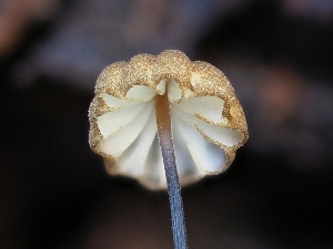  (Physalacriaceae - FDS-CA-00827)  @11 [ ] by-nc (2024) Warren Cardimona Fungal Diversity Survey
