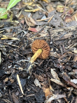  (Cortinarius sp. Harrower88a - FDS-CA-05800)  @11 [ ] by-nc (2024) Dean Lyons Fungal Diversity Survey