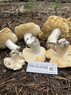  ( - FDS-CA-07502)  @11 [ ] c (2024) Marinna Grijalva Fungal Diversity Survey