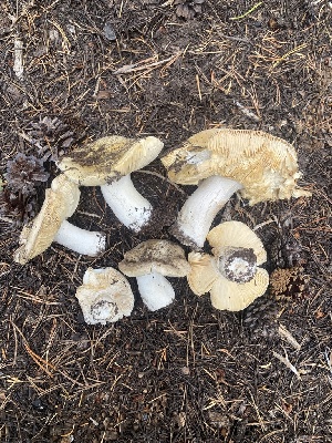  ( - FDS-CA-07502)  @11 [ ] c (2024) Marinna Grijalva Fungal Diversity Survey