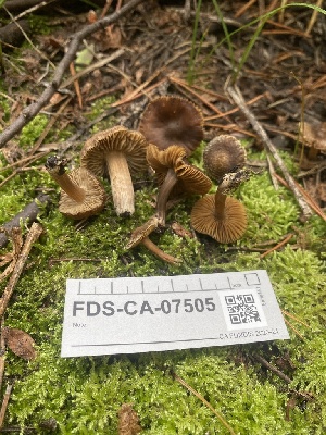  ( - FDS-CA-07505)  @11 [ ] c (2024) Marinna Grijalva Fungal Diversity Survey