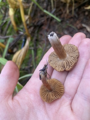  ( - FDS-CA-07505)  @11 [ ] c (2024) Marinna Grijalva Fungal Diversity Survey